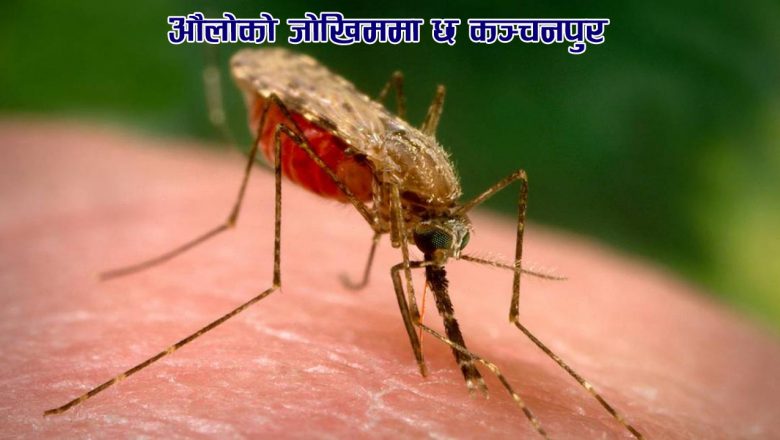 औलोको जोखिममा छ कञ्चनपुर