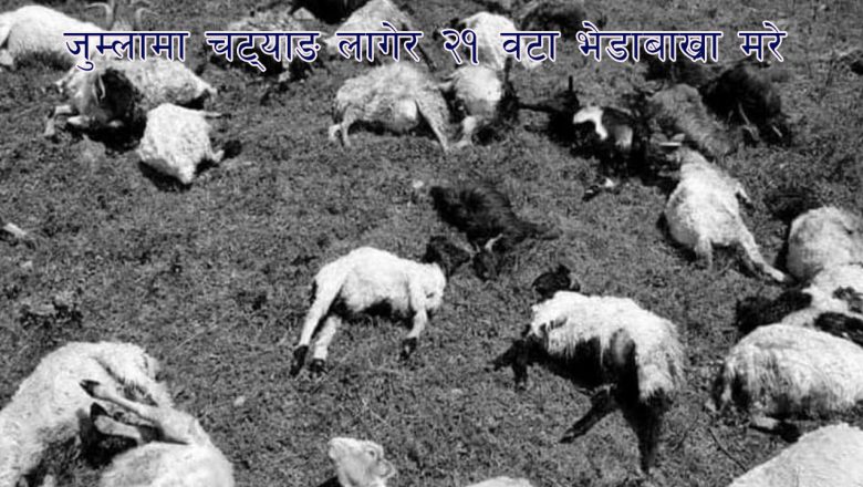 जुम्लामा चट्याङ लागेर २१ वटा भेडाबाख्रा मरे