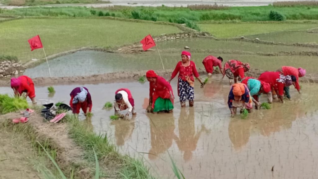 नुवाकोटमा धान रोपाइँ सम्पन्न, राजनीतिक चेतनासहितको कृषि अभियानले नै मुलुक आत्मनिर्भर हुने : जीवन सी