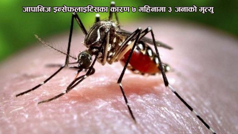 जापानिज इन्सेफ्लाइटिसका कारण ७ महिनामा ३ जनाको मृत्यु